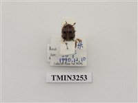 藏品(八仙黑斑瓢蟲)的圖片